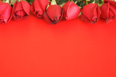 Red roses on a red background with copy space. Valentine's day background.の写真素材