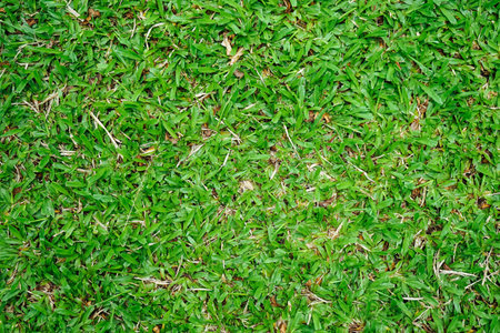 Green grass texture for background. Natural green grass pattern and background.の写真素材