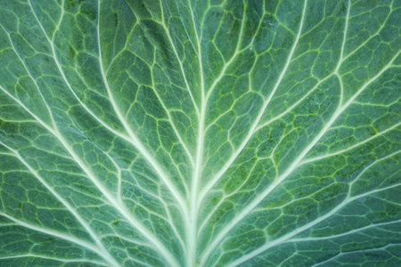 close up of fresh cabbage leaf texture for background, top view.の写真素材