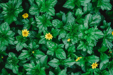 Top view of small yellow flower and green leaf background in garden.の写真素材