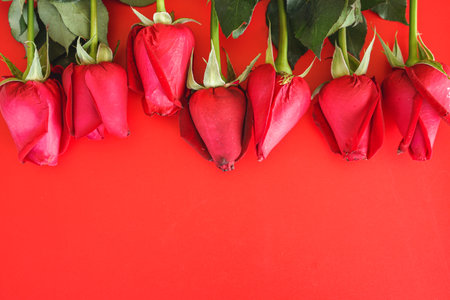 Red roses on red background with copy space. Valentines day conceptの写真素材