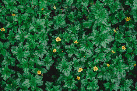 Top view of small yellow flowers in green garden. Nature background.の写真素材