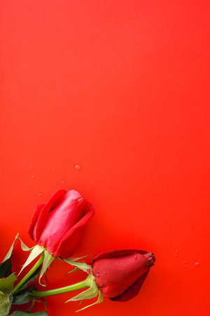 Red rose on red background top view copy space. Valentines day conceptの写真素材