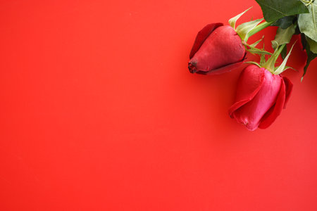 Red rose on red background with copy space. Valentines day concept.の写真素材
