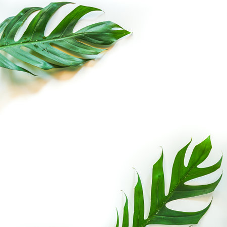 Tropical leaves on white background. Flat lay, top view.の写真素材