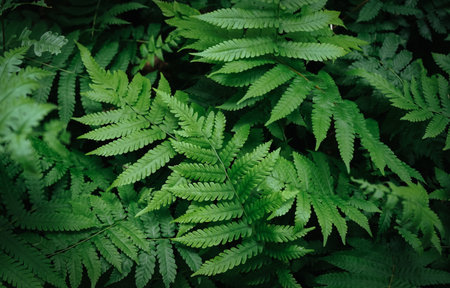 Green fern leaves in the forest. Natural background. Close up.の写真素材
