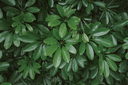 Green leaves background. Green leaves background. Green leaves texture background.の写真素材