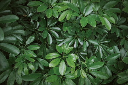 Green leaves background. Natural green leaves texture. Green leaves background.の写真素材