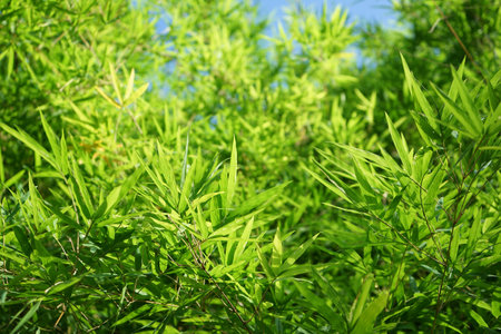 Green bamboo leaves in the garden. Nature background with copy space.の写真素材