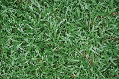 Green grass texture background. Close up of fresh green grass texture background.の写真素材
