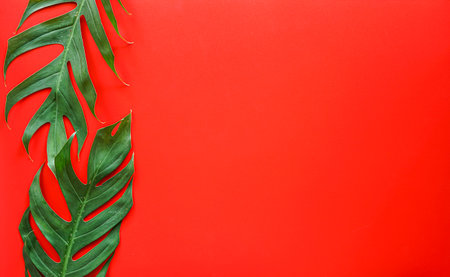 Tropical leaves on red background, flat lay. Space for textの写真素材
