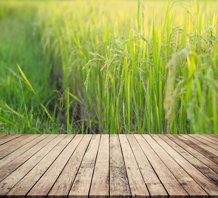 Wooden table and rice field background. (Selective focus)の写真素材