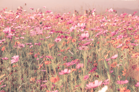 Cosmos flowers in the garden with filter effect retro vintage style.の写真素材