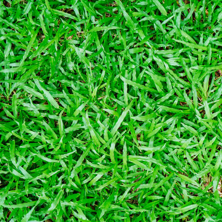 Green grass texture background. Green grass background. Green grass pattern.の写真素材