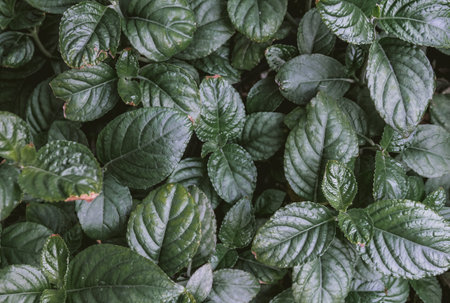 Green leaves background. Green leaves background. Green leaves background. Green leaves background.の写真素材
