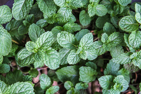 Pepper mint leaves in the vegetable garden. Mint leaves background.の写真素材