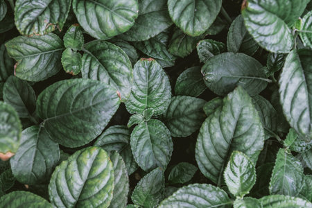 Green leaves background, Green leaves background, Green leaves background, Green leaves backgroundの写真素材