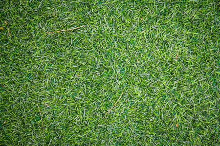 Green grass texture and background for golf course or soccer field. Green grass pattern and background.の写真素材