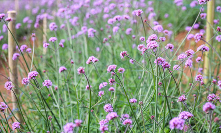Verbena flowers blooming in the garden with natural background.の写真素材