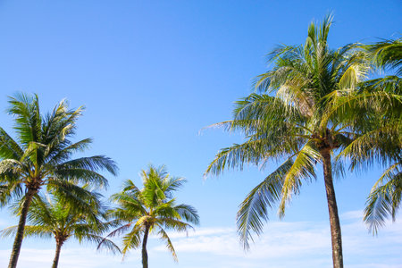Coconut palm trees on blue sky background with copy space.の写真素材