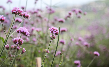 Verbena flowers or Verbena bonariensis in the gardenの写真素材