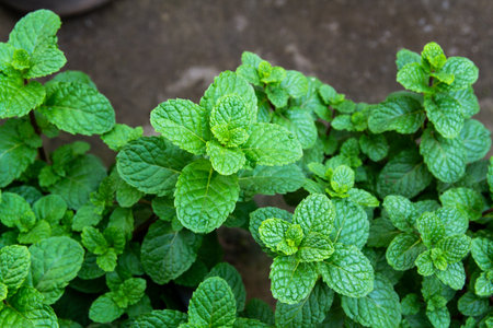 Pepper mint plant in the garden, stock of peppermint.の写真素材