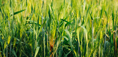 Green ears of wheat in the field. Springtime. Selective focus.の写真素材
