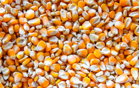 Corn seeds background texture. Close up of corn seeds. Corn seedsの写真素材