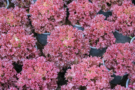 Red coral (Lactuca sativa) hydroponic vegetableの写真素材