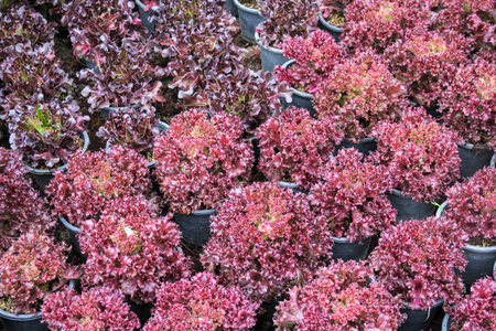 Organic hydroponic vegetable in pot for sale in the marketの写真素材