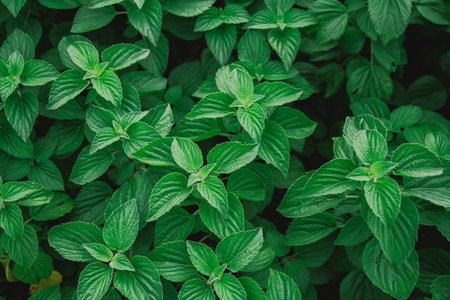 Close up of green basil leaves, natural background, selective focus.の写真素材