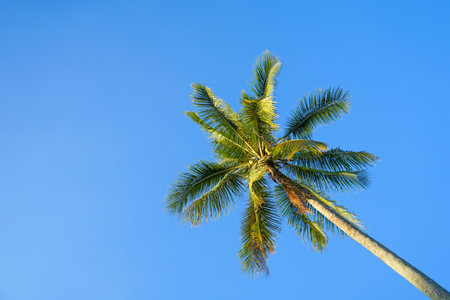 Coconut palm tree on blue sky background. Top view.の写真素材