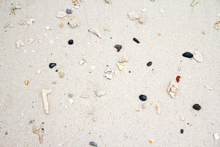 Sand background with small pebbles, shells and starfish.の写真素材