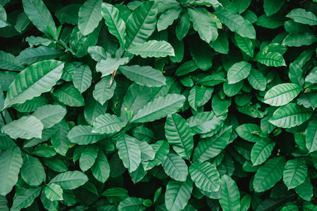 Green leaves background, Green leaves background, Green leaves pattern background.の写真素材