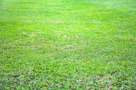 Green grass texture background. Green lawn pattern. Close up of green grass.の写真素材
