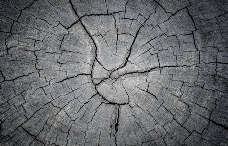 Old wood texture background. Lining boards wall. Wooden background. pattern. Showing growth ringsの写真素材