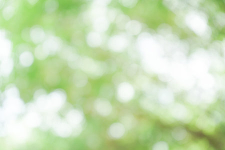 green bokeh background from nature under tree shade at summer dayの写真素材