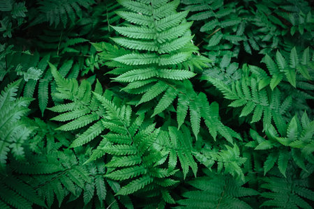Green fern leaves background. Natural green fern leaves background.の写真素材