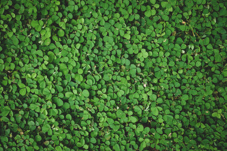 Green clover leaves background. Top view, flat lay, copy spaceの写真素材