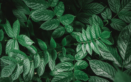 Green leaves background. Green leaves background. Green leaves background. Green leaves background.の写真素材