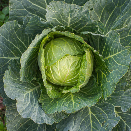 Cabbage in the garden, top view. Vegetable background.の写真素材