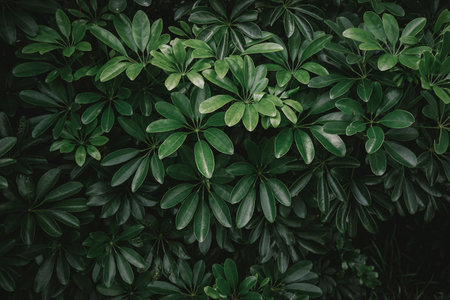 Green leaves background. Natural green leaves texture. Tropical leaves background.の写真素材
