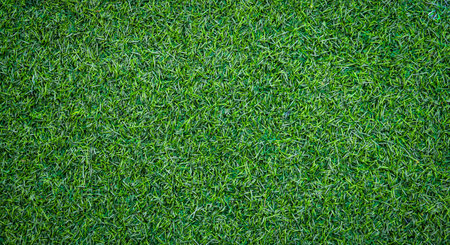 Green grass texture background. Green grass background. Green grass pattern.の写真素材