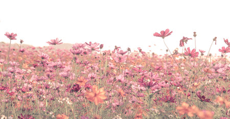 Cosmos flowers blooming in the field, vintage style picture.の写真素材