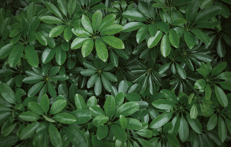 Green leaves background. Nature background.の写真素材