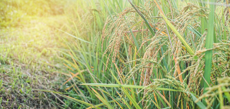 Rice field in the morning with sun light. Close up.の写真素材