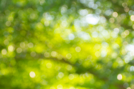green bokeh abstract light background, defocused nature background.の写真素材