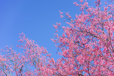 Wild Himalayan Cherry (Prunus cerasoides) with blue skyの写真素材
