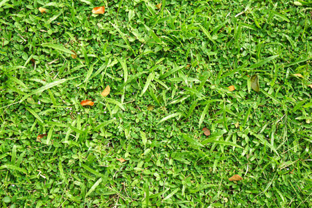 Green grass texture background. Green grass background. Green grass texture.の写真素材