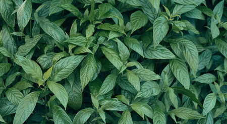 Green leaves background. Green leaves background. Green leaves background texture.の写真素材